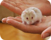 �ahika Petshop Nazilli Gonzales
