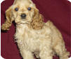 �ahika Petshop Nazilli American Cocker